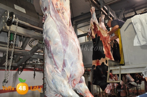 Jam3iya la7m3n (37).JPG